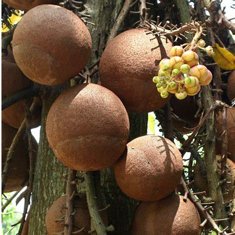 Chocolate Brazil Nuts