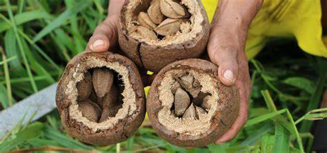 Chocolate Brazil Nuts