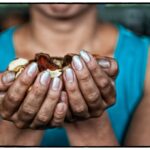 Brazil Nuts